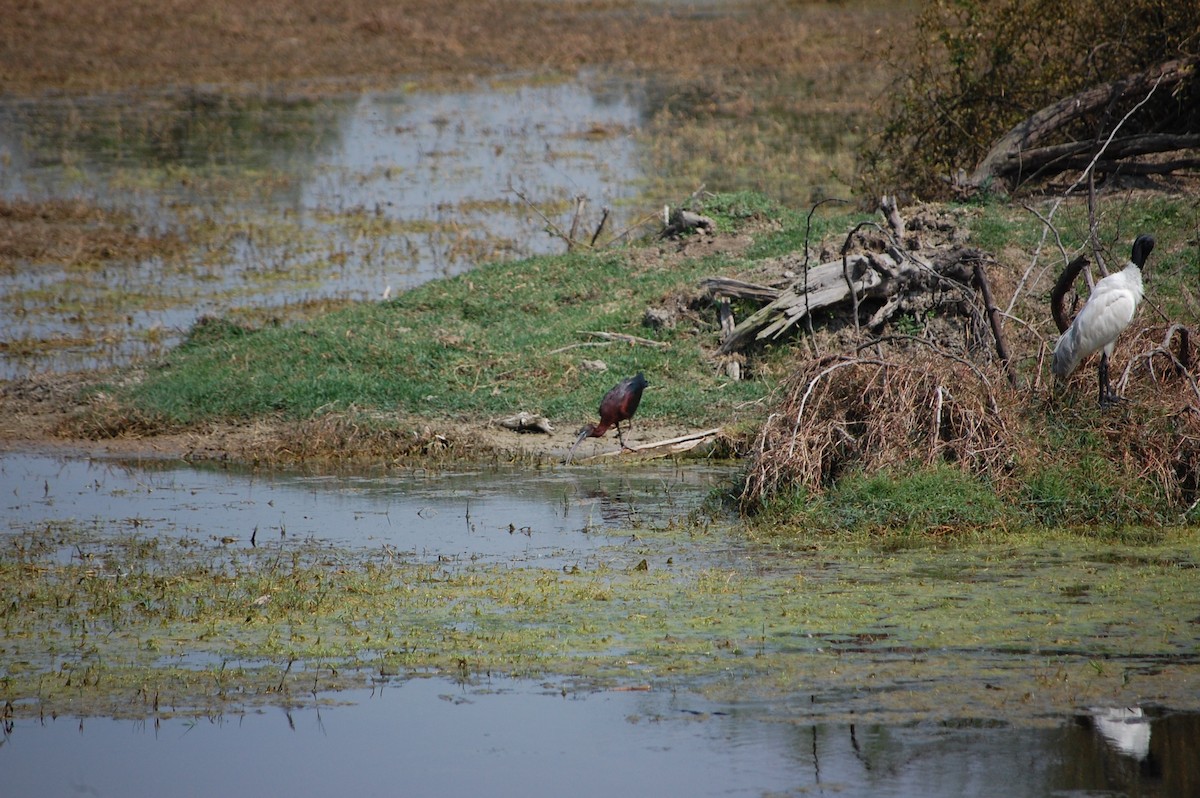 Glossy Ibis - ML647117669