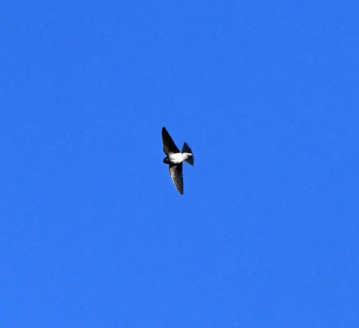 Western House-Martin - ML647117673