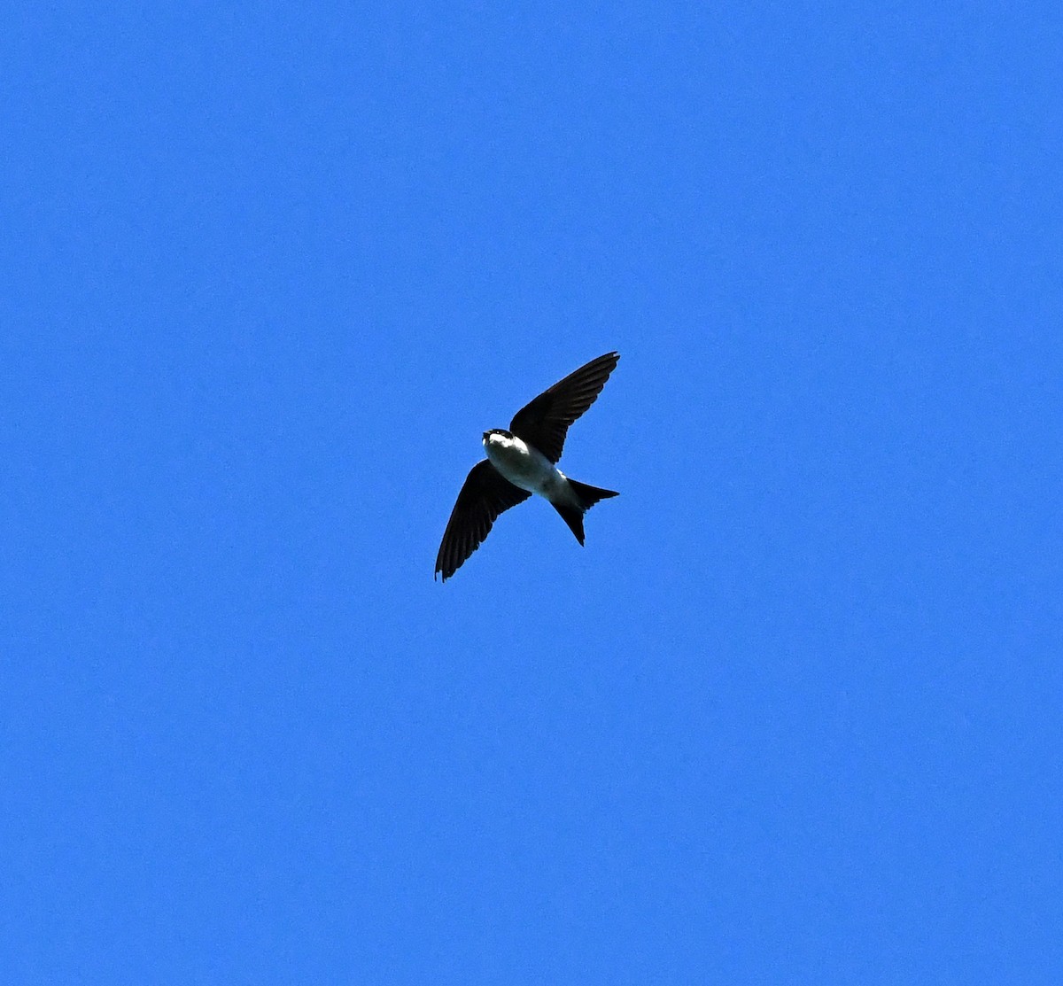 Western House-Martin - ML647117674