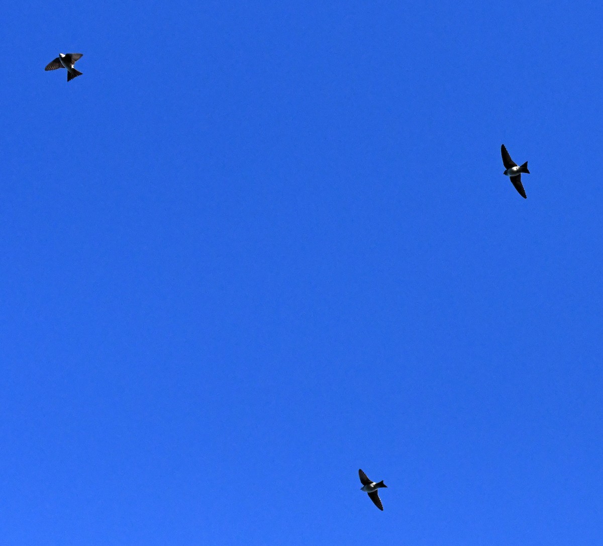 Western House-Martin - ML647117675