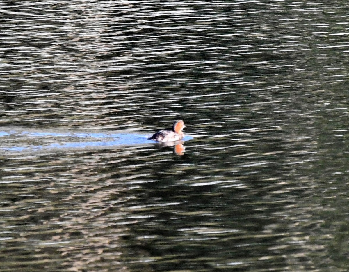 Little Grebe (Little) - ML647117676