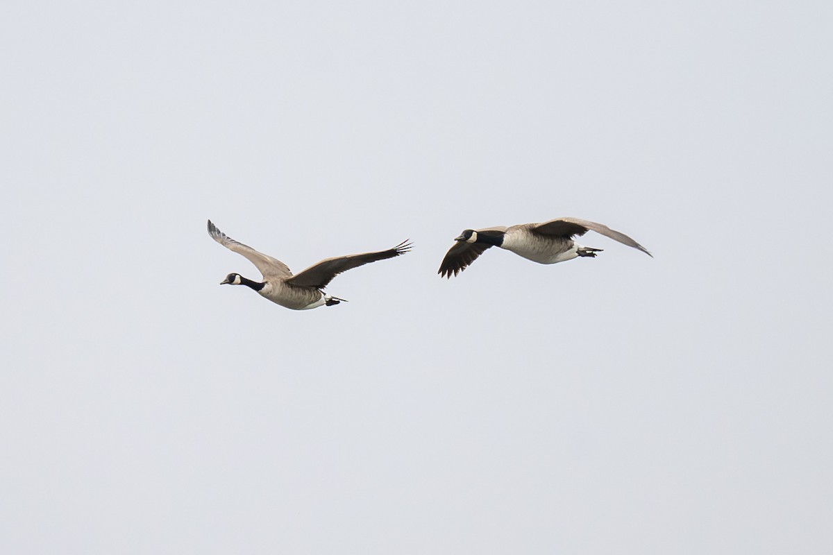 Canada Goose - ML647117677