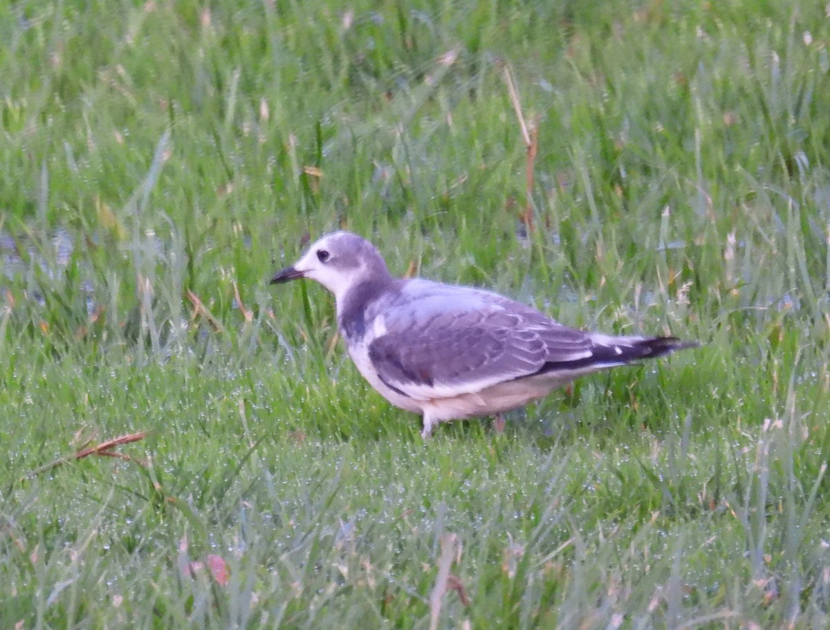 Sabine's Gull - ML647117678