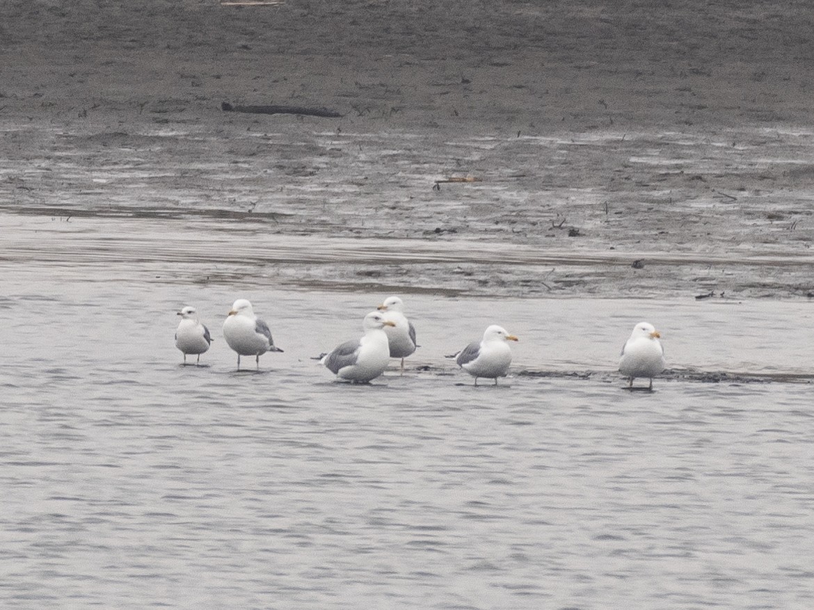 racek bouřní - ML647117679