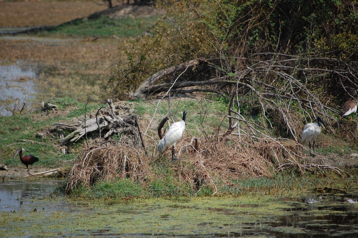 Black-headed Ibis - ML647117680