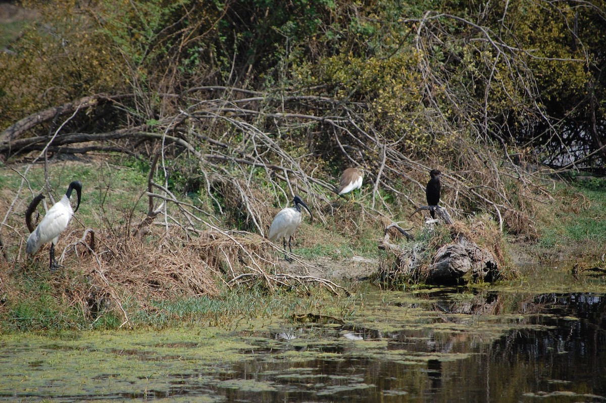 Black-headed Ibis - ML647117681
