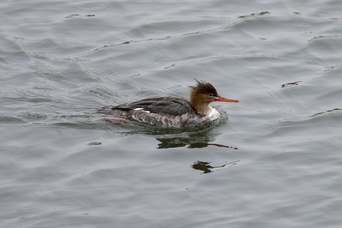 Red-breasted Merganser - ML647117682