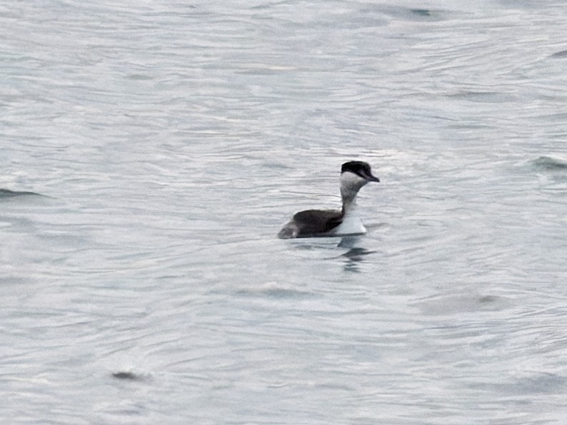 Horned Grebe - ML647117683