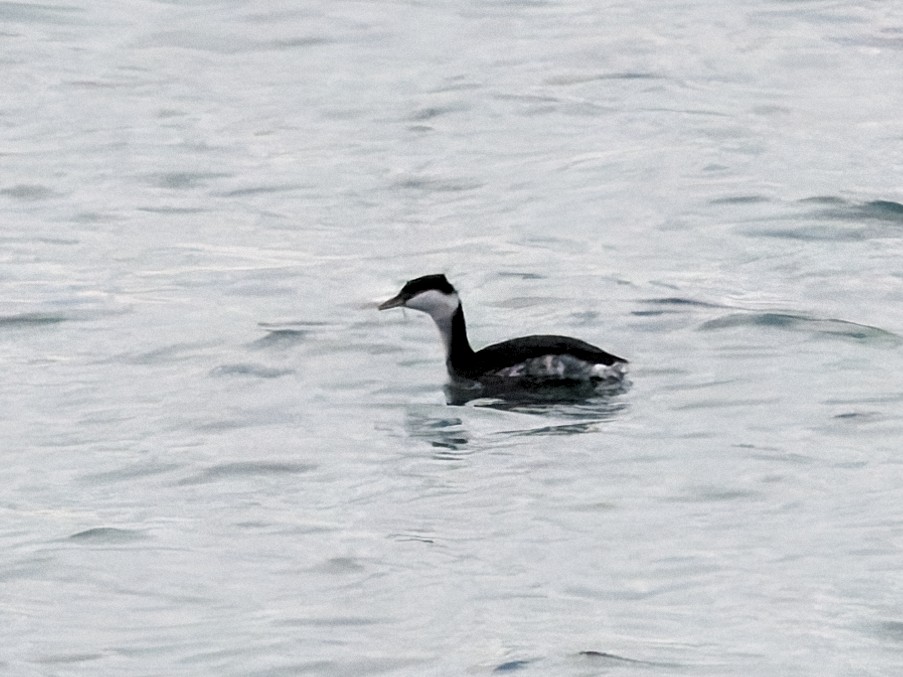 Horned Grebe - ML647117684