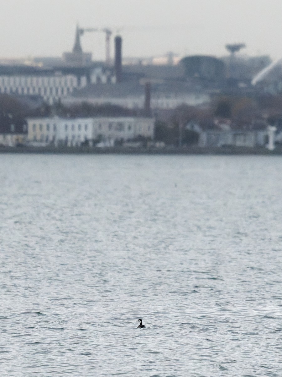 Красношейная поганка - ML647117685