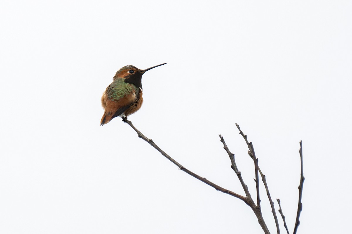 Алленов колибри - ML647117686