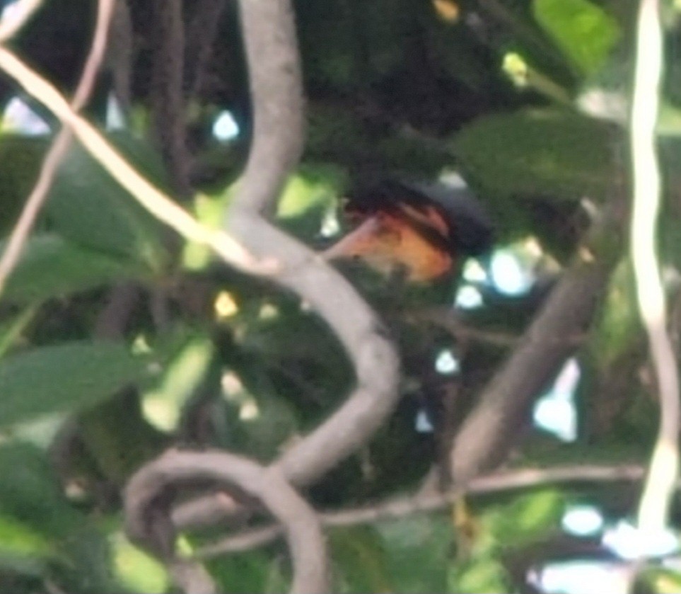 Горихвостковый личинкоед - ML647117687