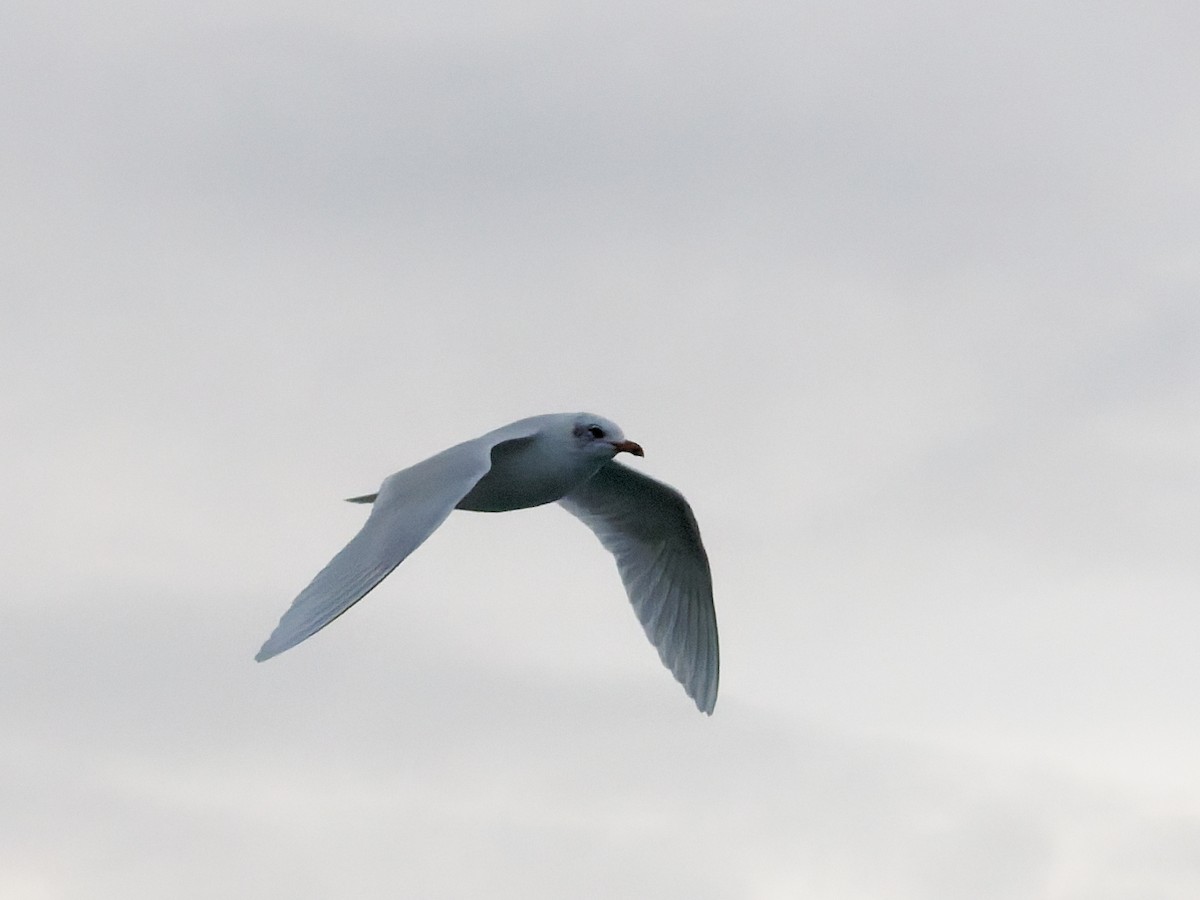 Черноголовая чайка - ML647117690