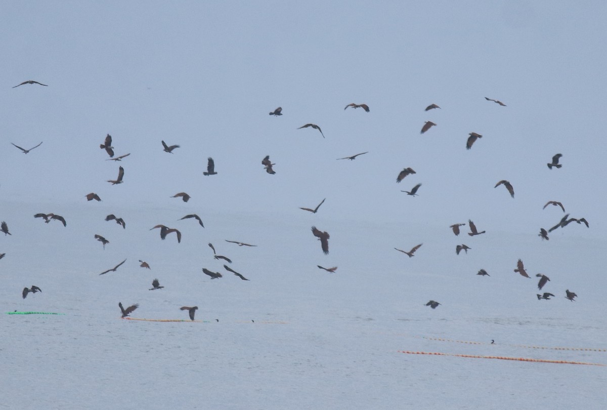 Браминский коршун - ML647117691