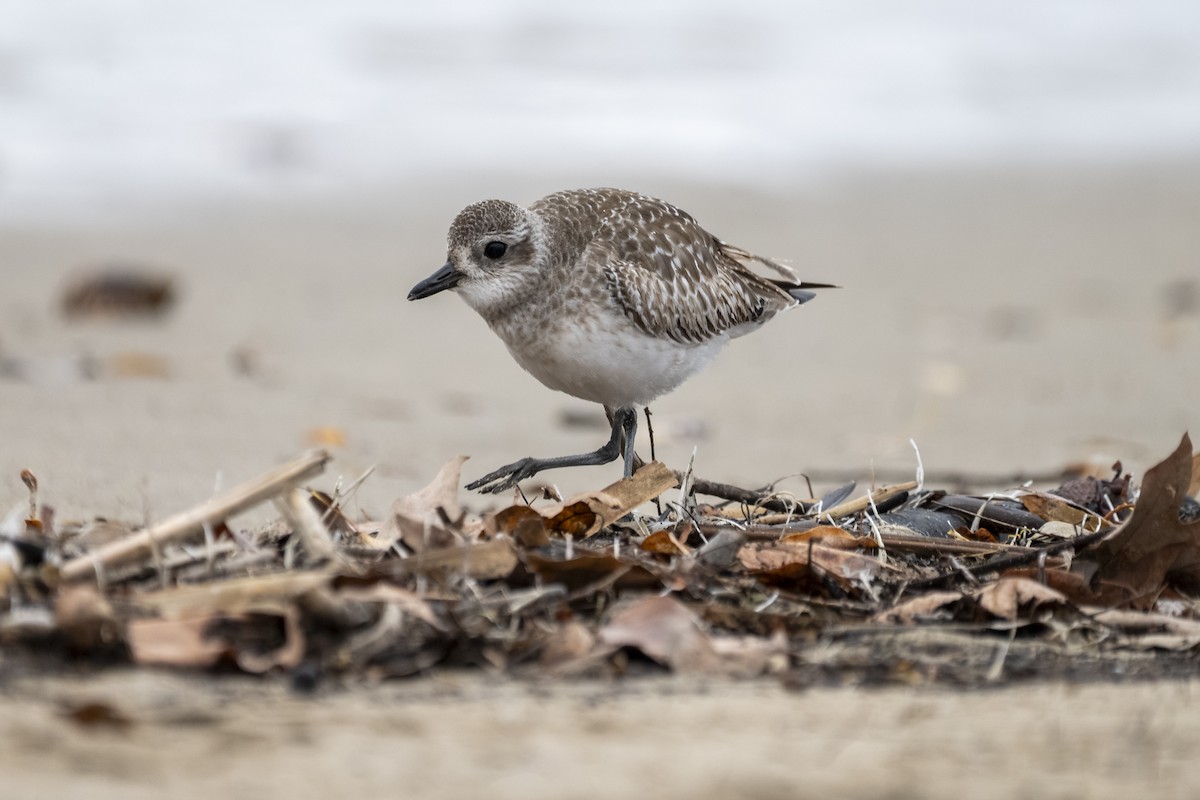 Тулес - ML647117692