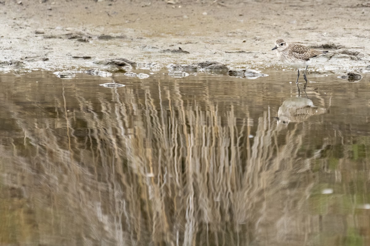 Тулес - ML647117693