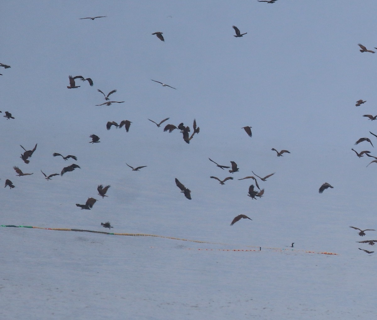 Браминский коршун - ML647117694