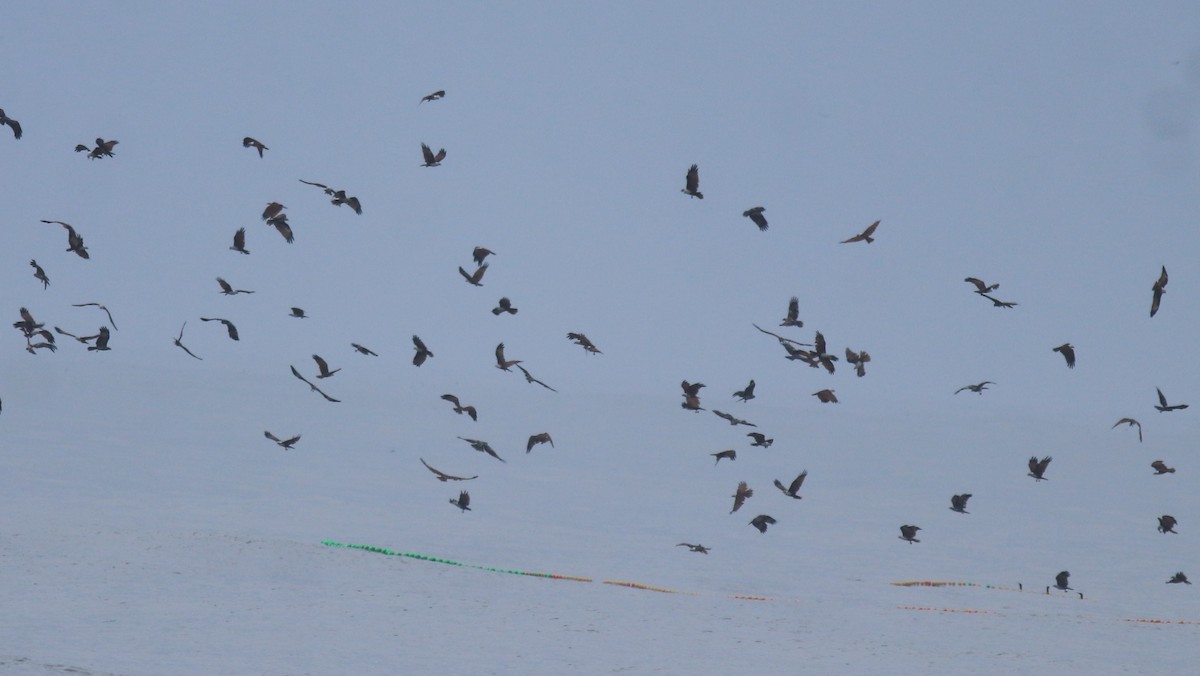 Браминский коршун - ML647117695