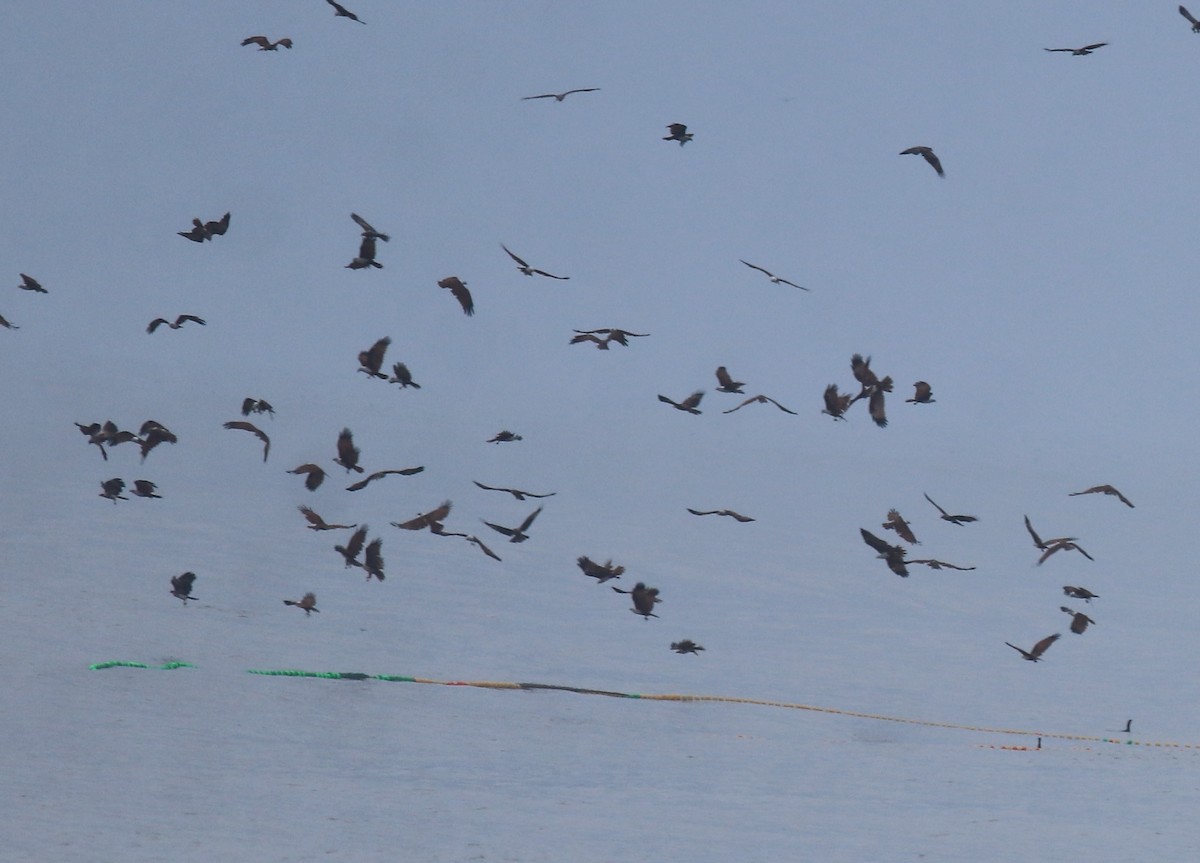 Браминский коршун - ML647117696