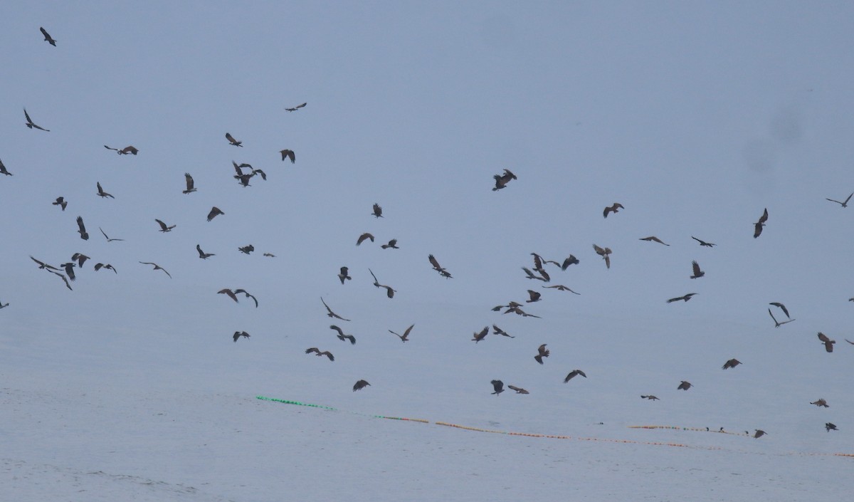 Браминский коршун - ML647117697