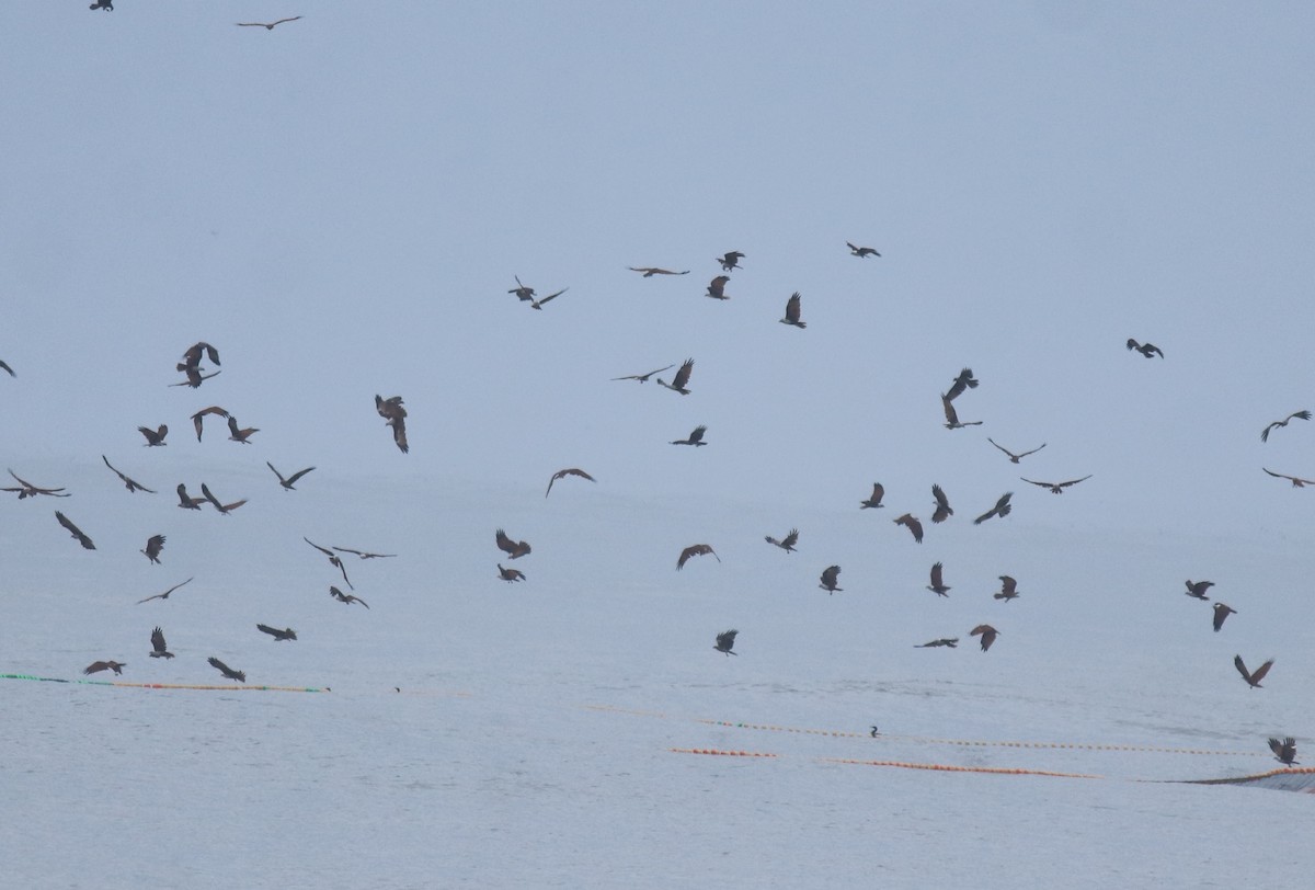 Браминский коршун - ML647117698