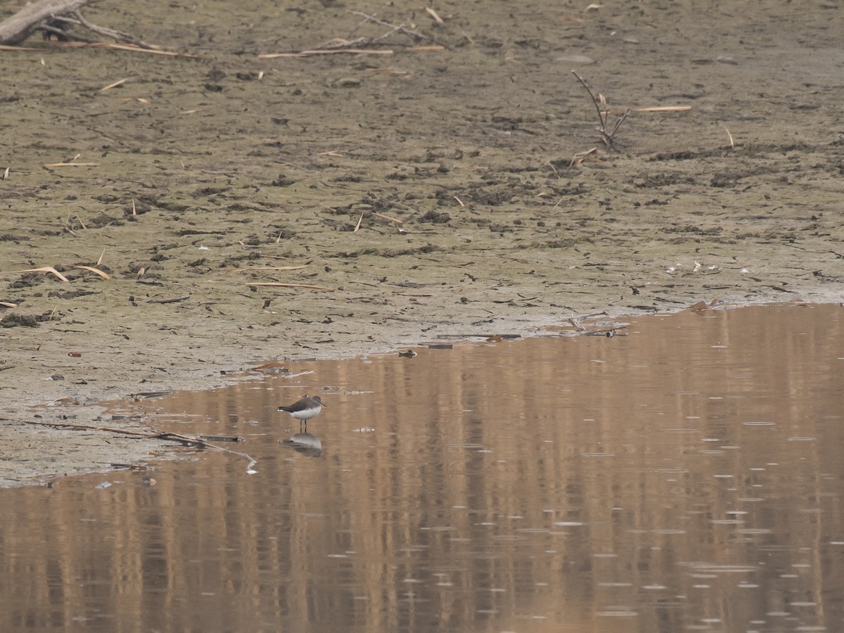 Черныш - ML647117699