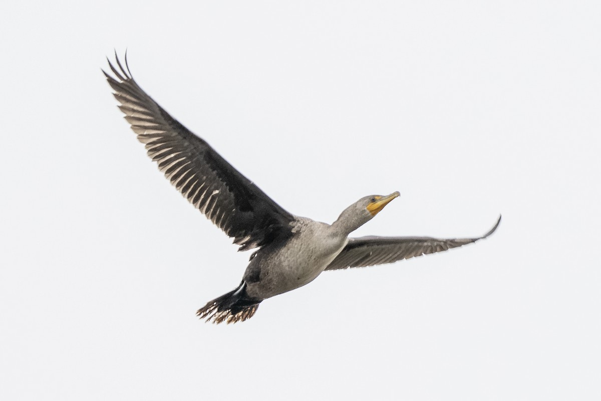 баклан sp. - ML647117700