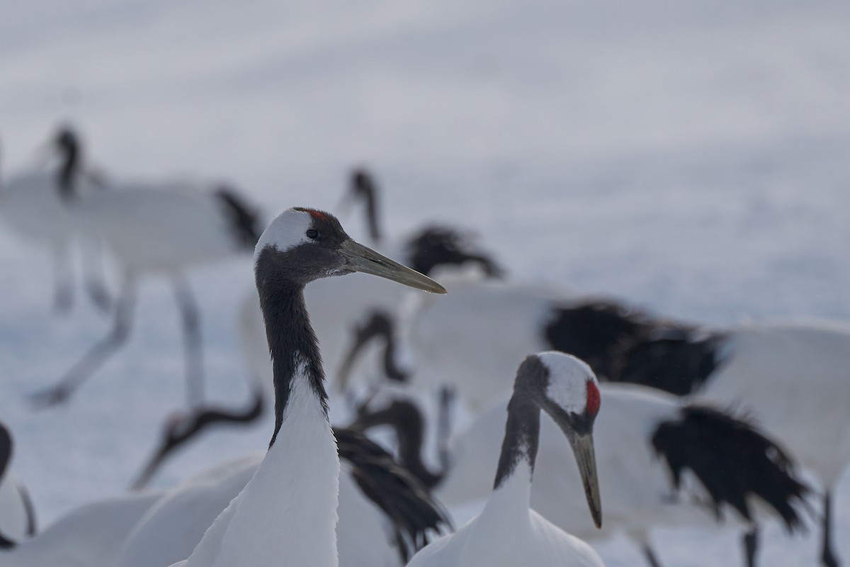 Японский журавль - ML647117701