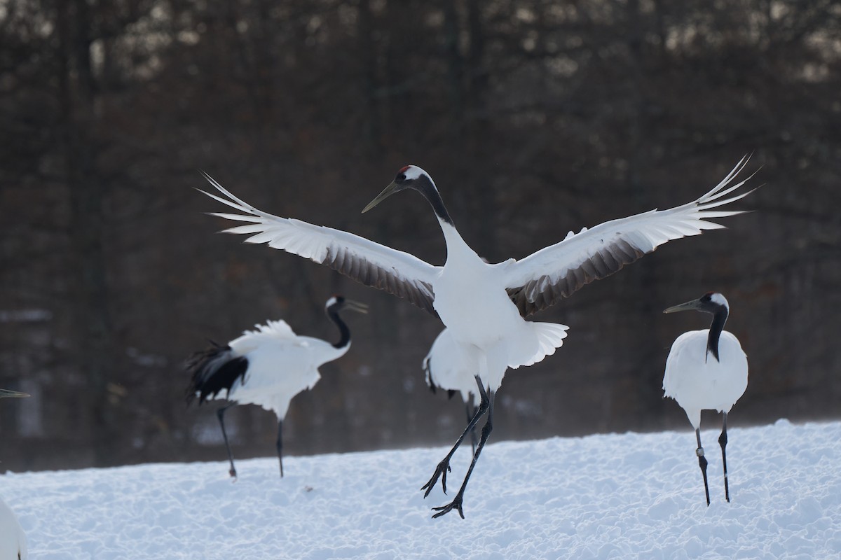 Японский журавль - ML647117702