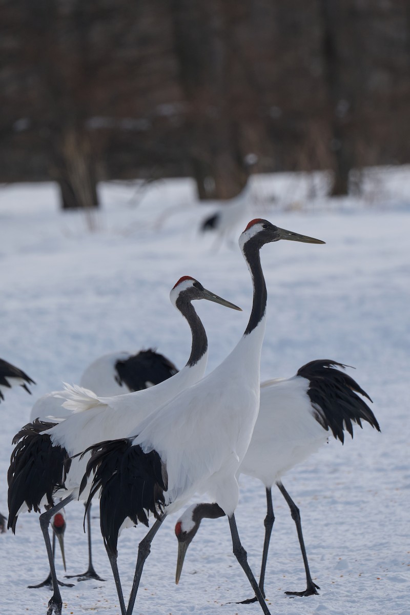 Японский журавль - ML647117703