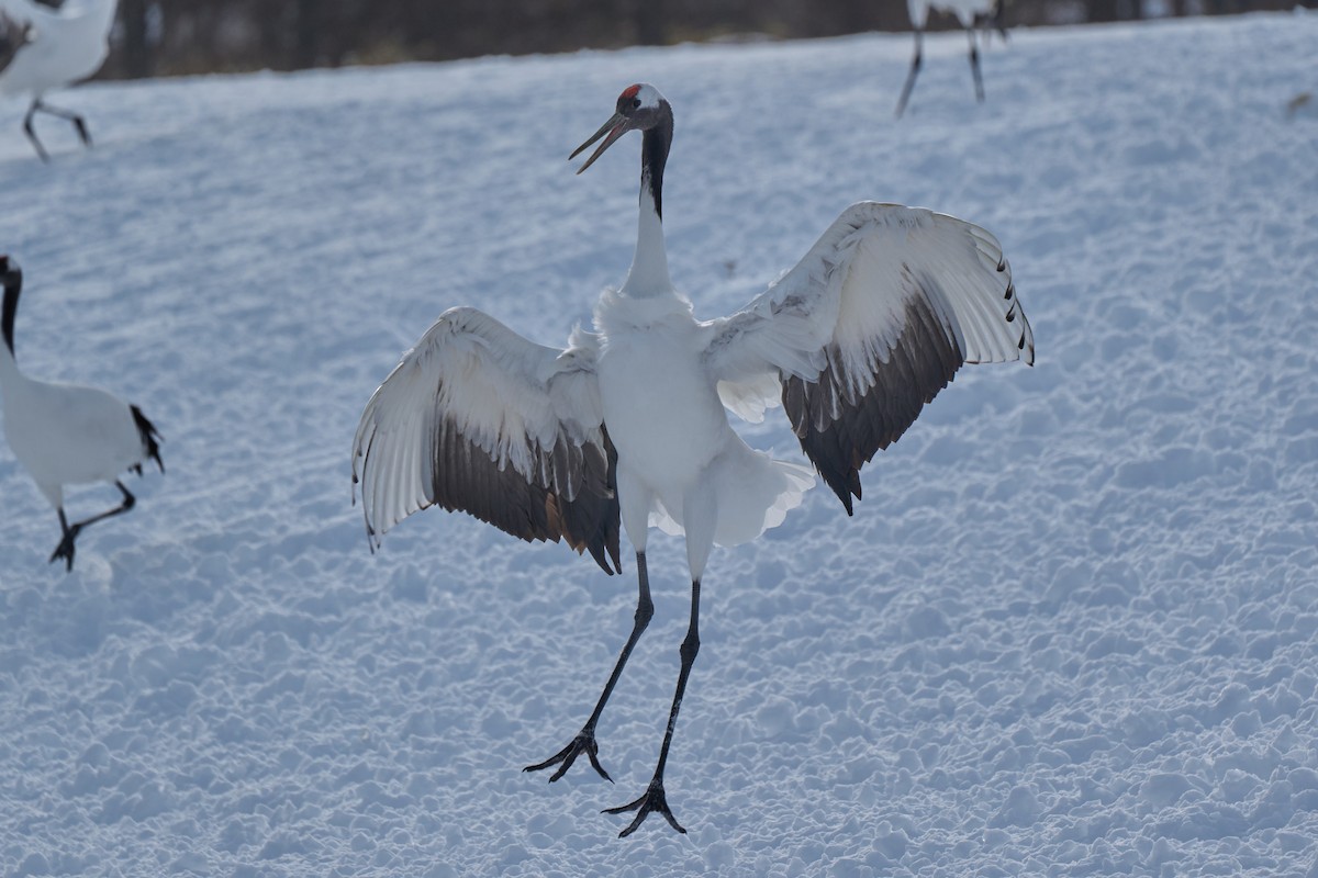 Японский журавль - ML647117704