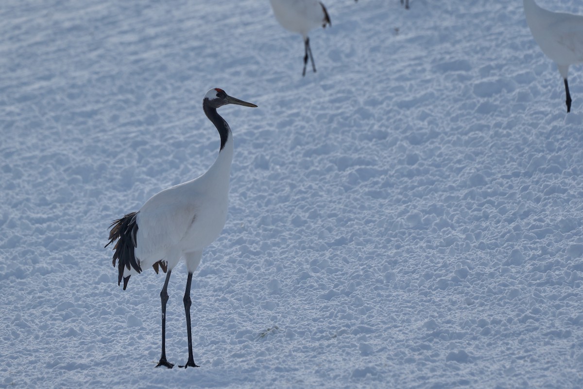 Японский журавль - ML647117705
