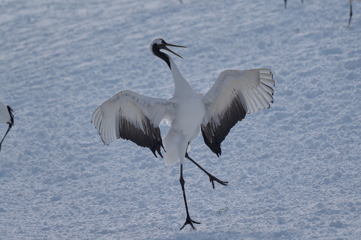 Японский журавль - ML647117706