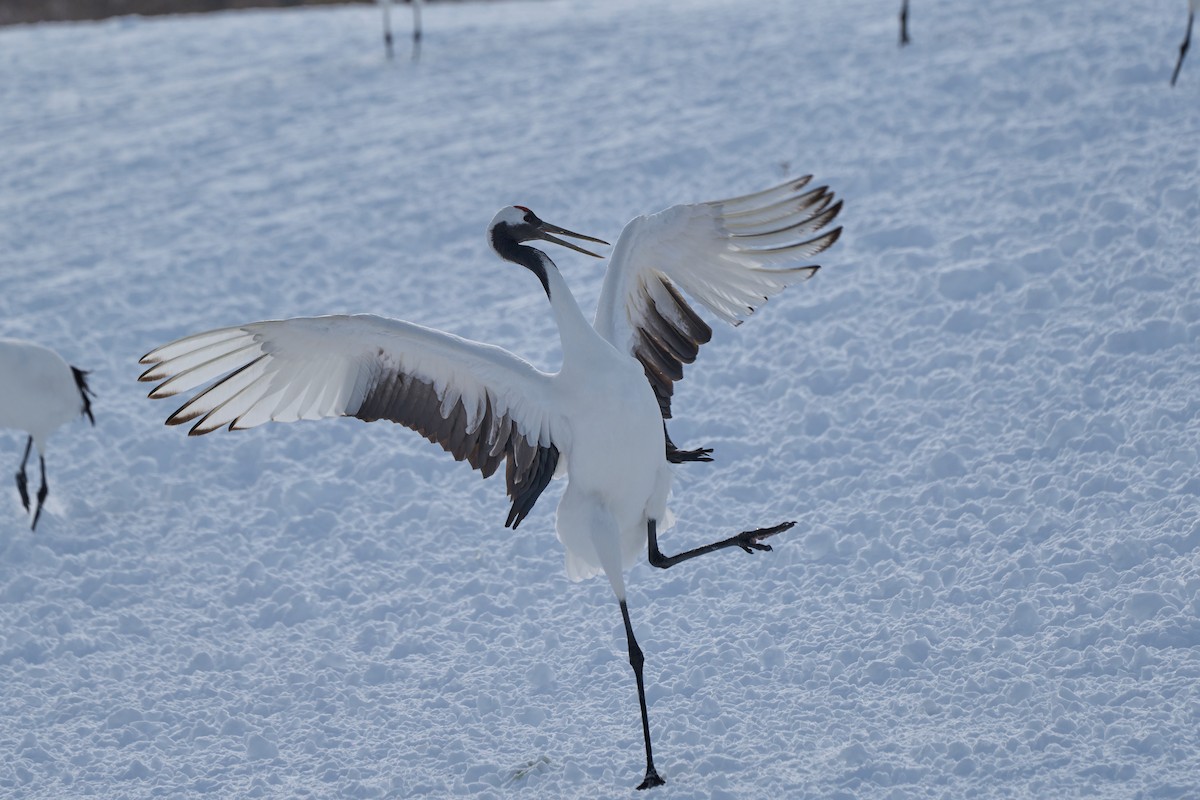 Японский журавль - ML647117707