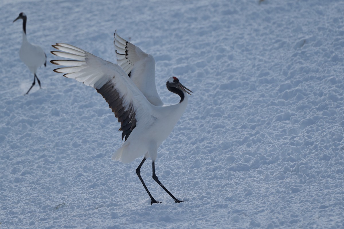 Японский журавль - ML647117708