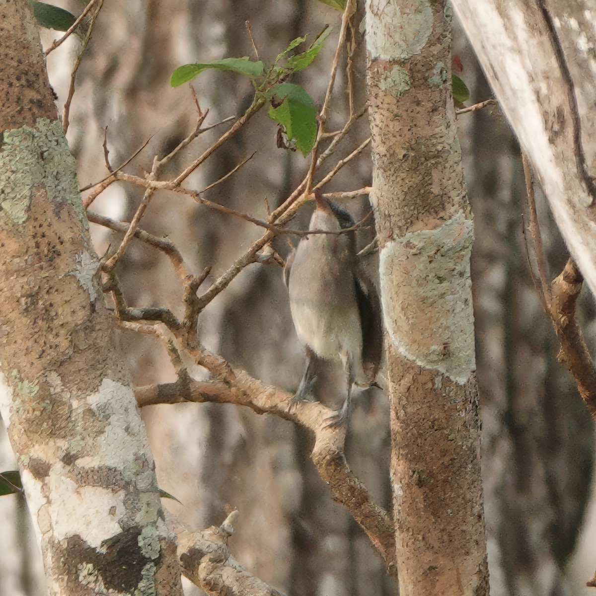 Капюшонная тимелия - ML647117709