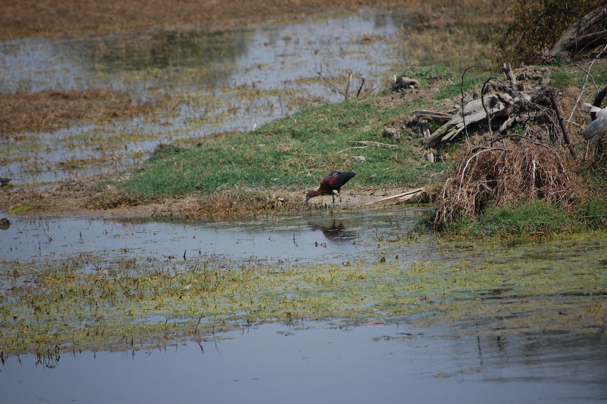 Каравайка - ML647117710