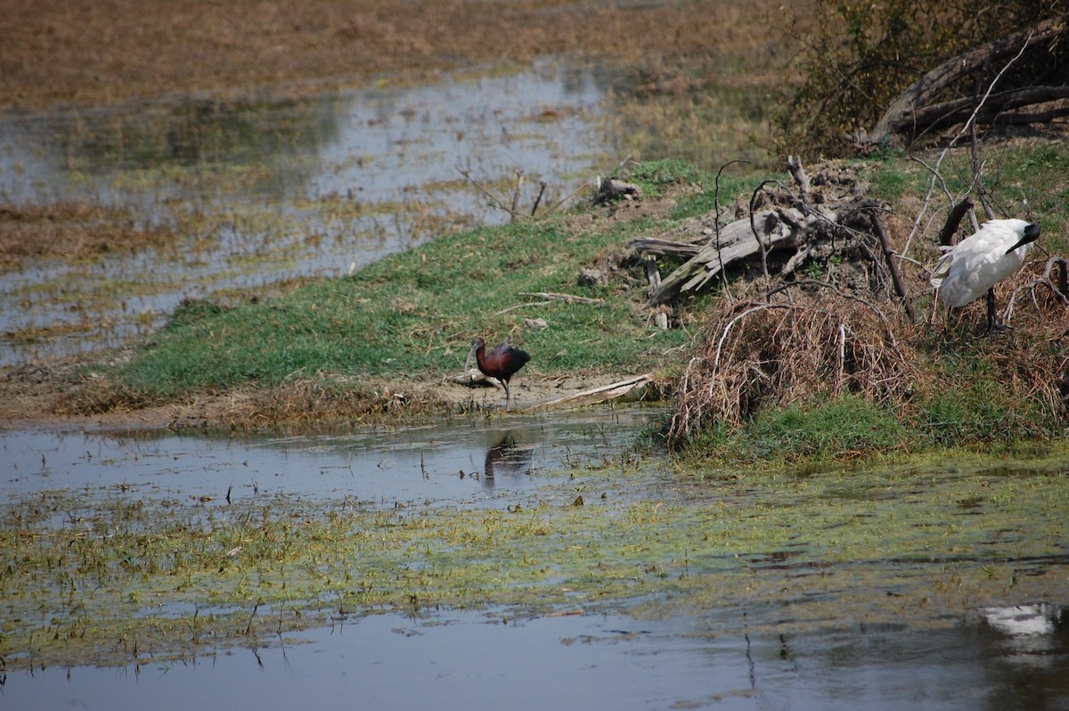 Каравайка - ML647117711