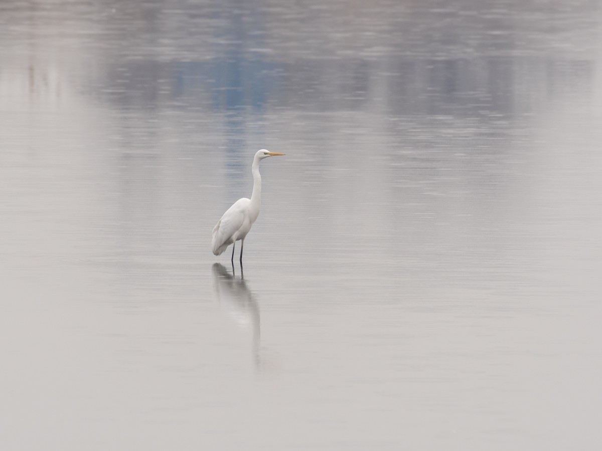 Koartza zuria - ML647117713