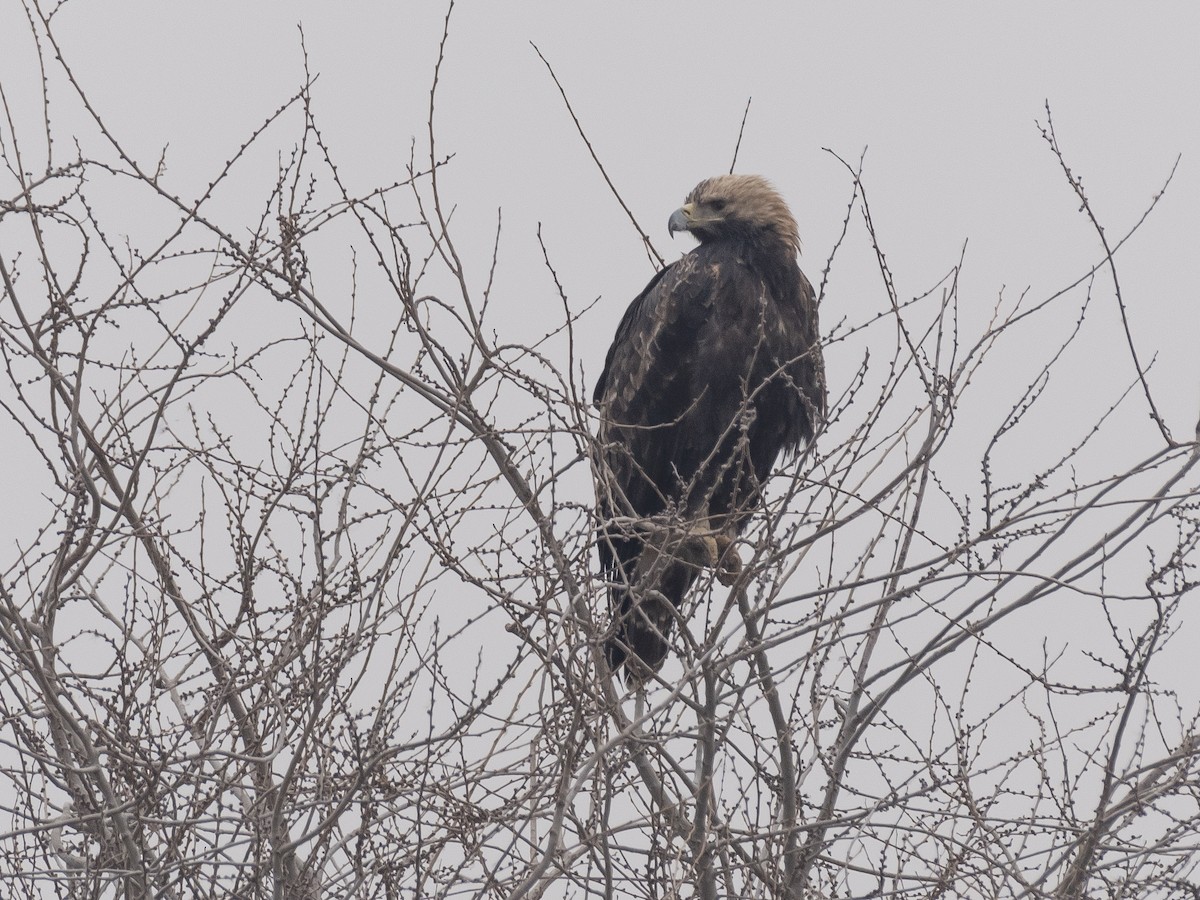 orel královský - ML647117714