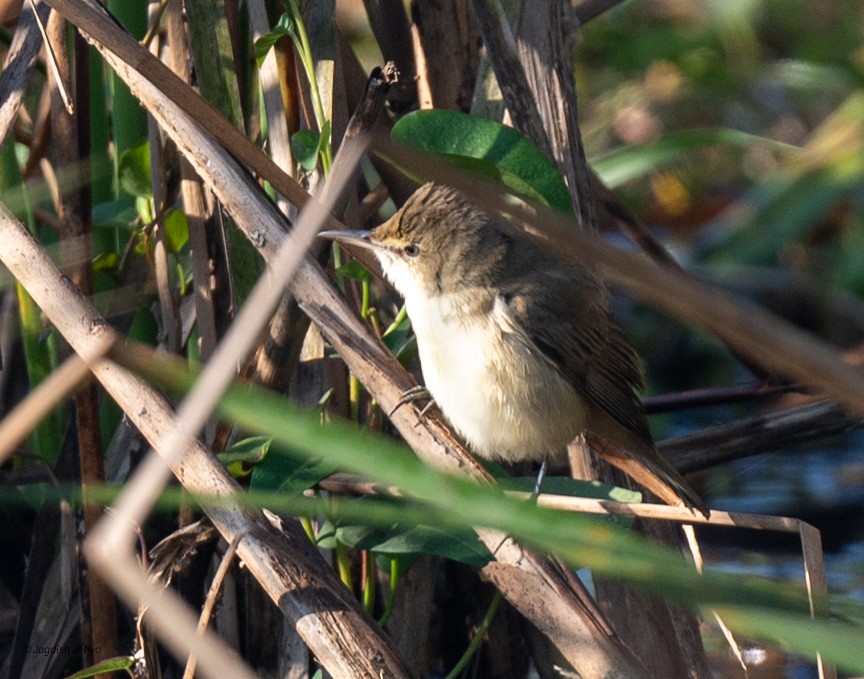 Южная дроздовидная камышевка - ML647117723