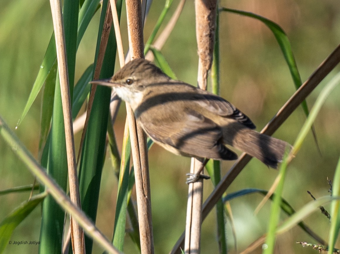 Южная дроздовидная камышевка - ML647117724