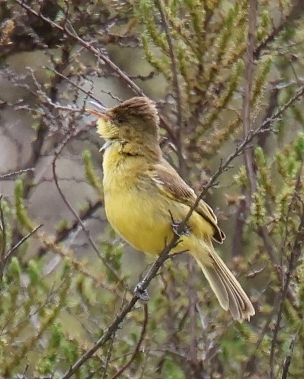 Hypolaïs jaune - ML647117727