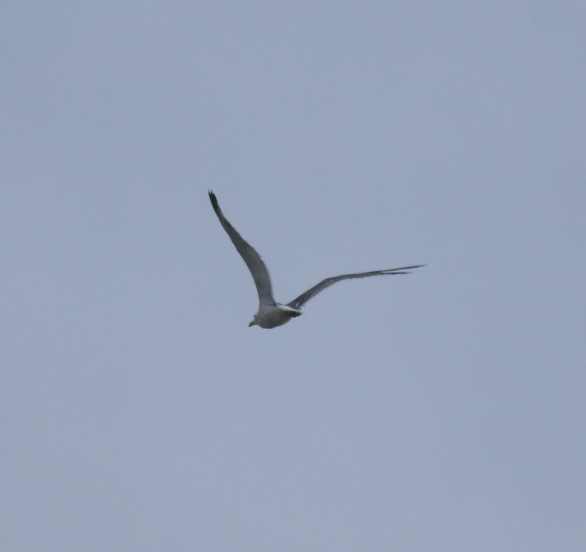 Lesser Black-backed Gull - ML647117740