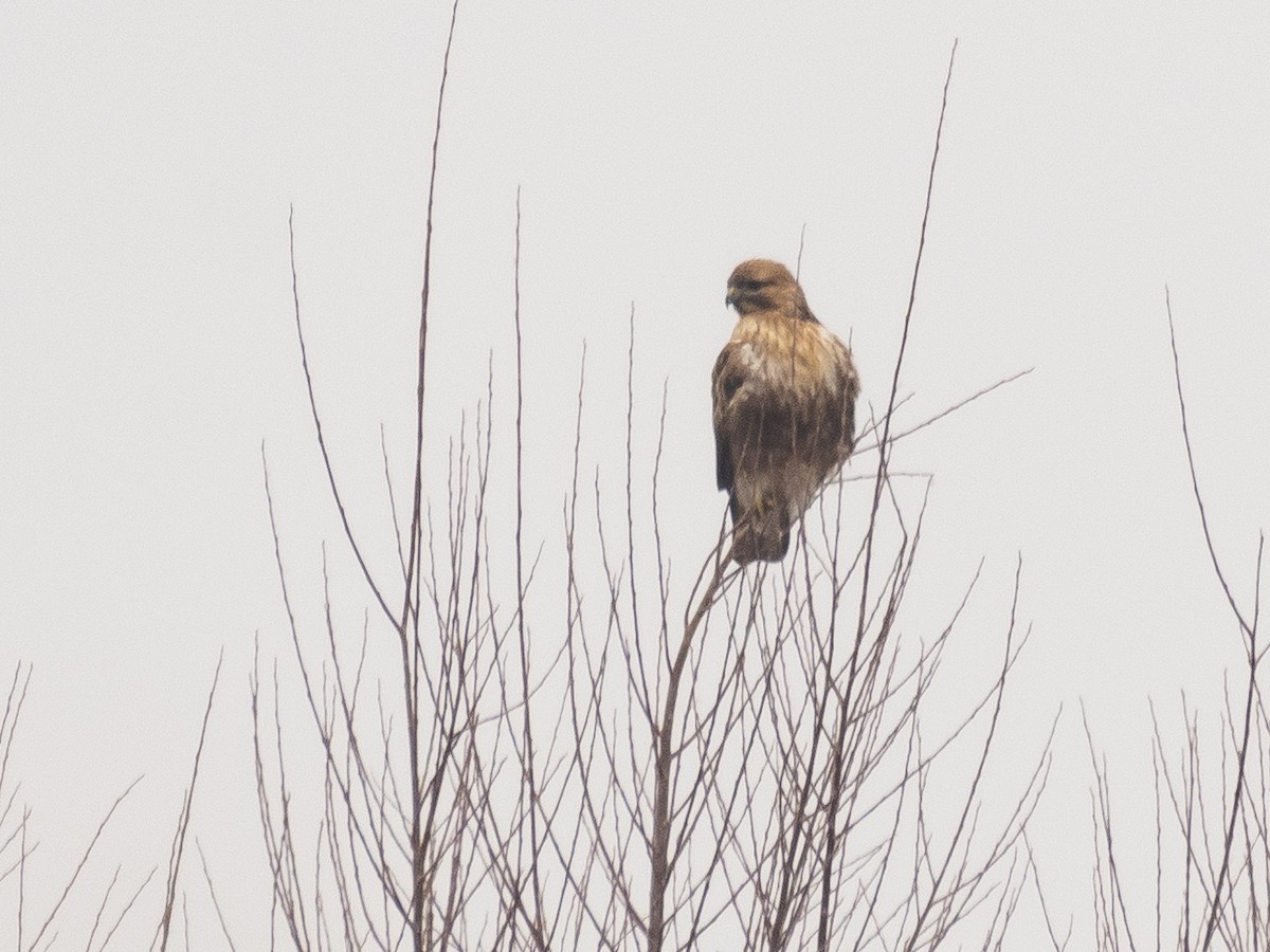 káně východní - ML647117744