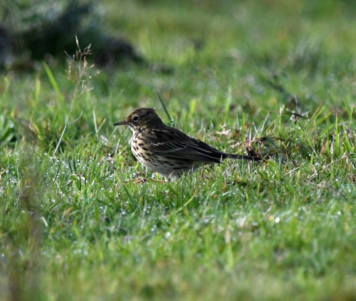 Луговой конёк - ML647117751