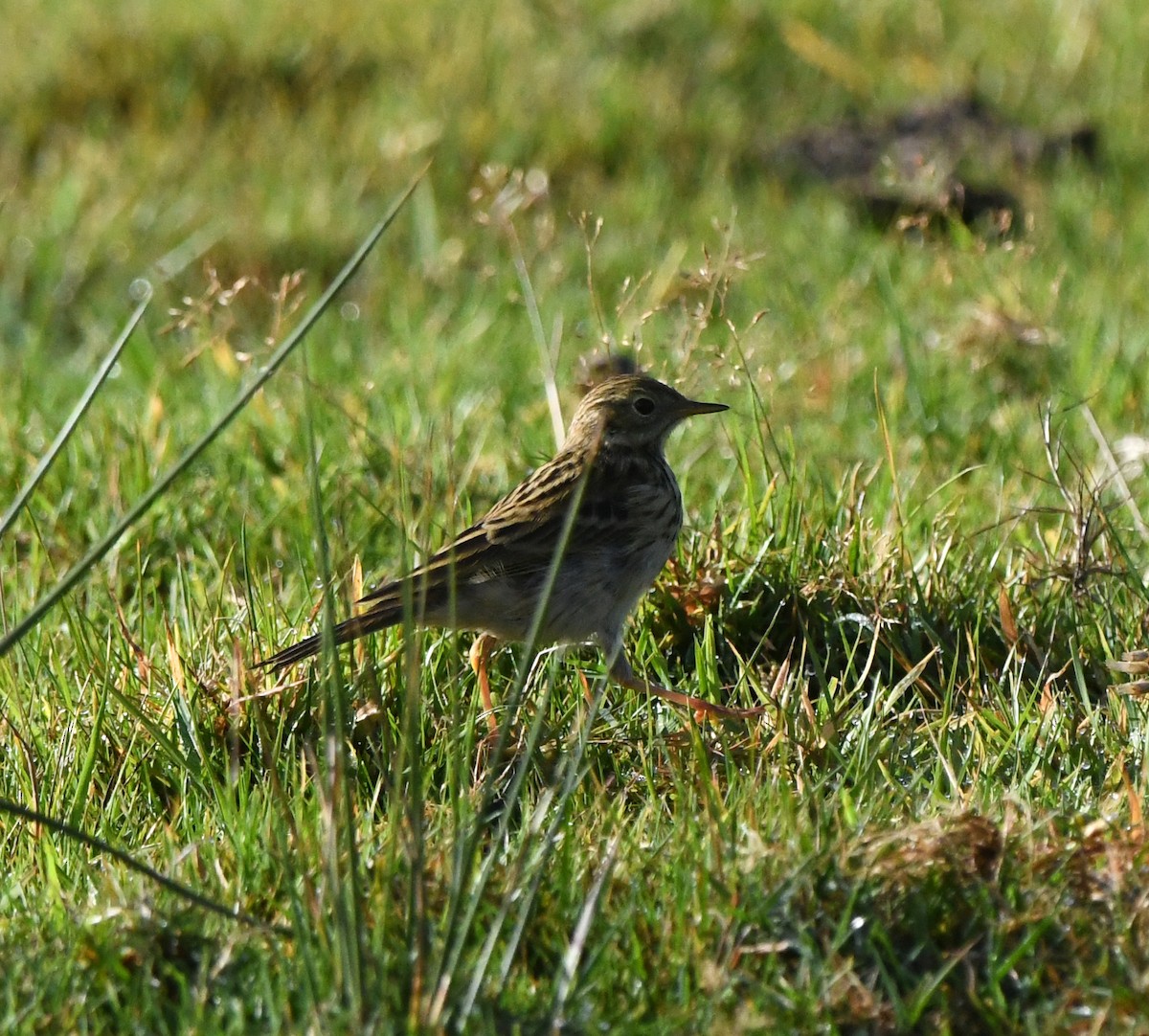 Луговой конёк - ML647117752