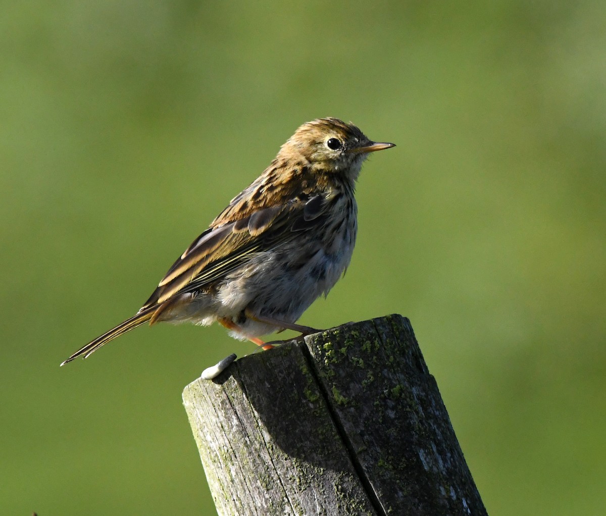 Луговой конёк - ML647117753