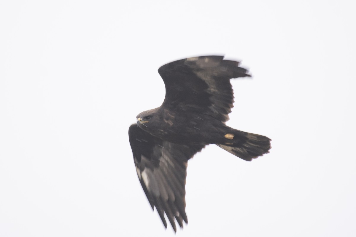 káně lesní - ML647117766