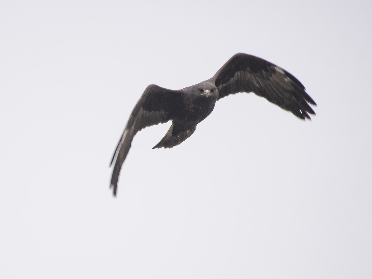 káně lesní - ML647117767